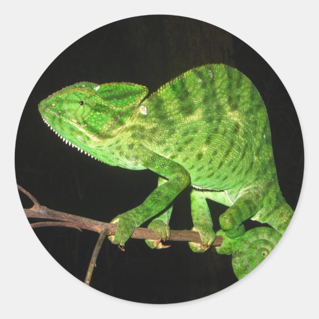 Sticker Rond Chameleon (Chamaeleo zeylanicus) (Devant)