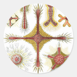 Sticker Rond Chamomile sauvage par Ernst Haeckel, Nature Vintag