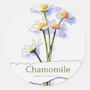 Sticker Rond Chamomille peinture vintage aquarelle