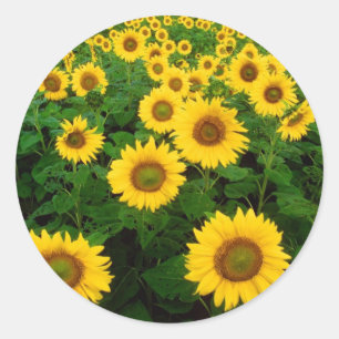 Sticker Rond Champ de tournesols