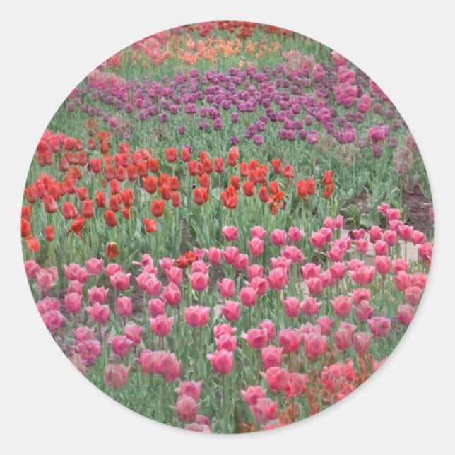 Sticker Rond Champ De Tulipes (Devant)
