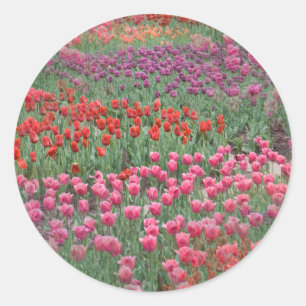 Sticker Rond Champ De Tulipes