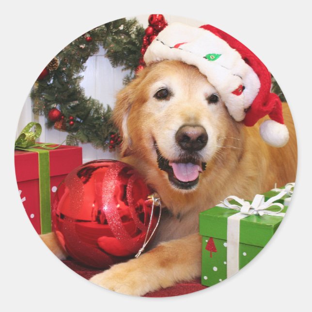 Sticker Rond Champ - Golden Retriever - Lukas (Devant)