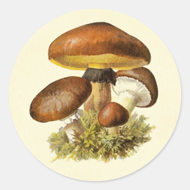 Sticker Rond Champignon Vintage Brown (Devant)
