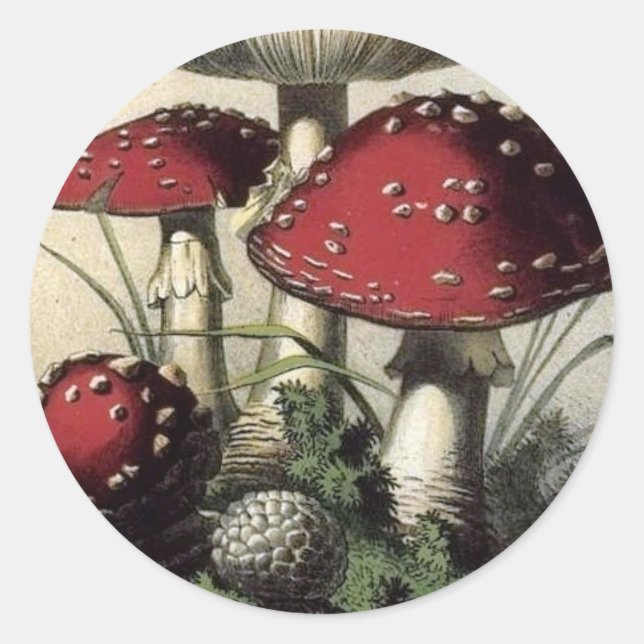 Sticker Rond Champignons Agaricus Muscarius (Devant)