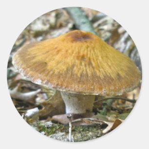 Sticker Rond Champignons des bois Coordonner les éléments