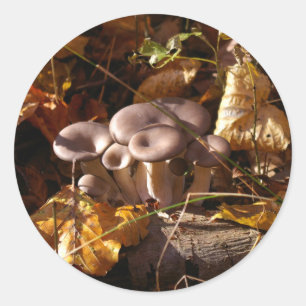 Sticker Rond Champignons huîtres