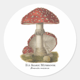 Sticker Rond Champignons Rouge Magie Vintage Impression