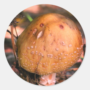 Sticker Rond Champignons sauvages des bois Nature
