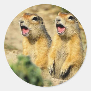 Sticker Rond Chanter des chiens des Prairies