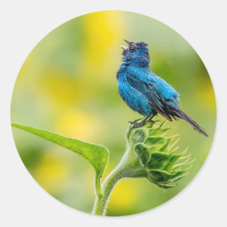 Sticker Rond Chanter Indigo Bunting