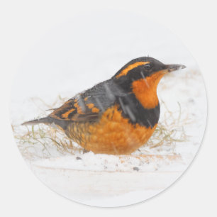 Sticker Rond Chanteur à grive variée le jour hivernal de neige
