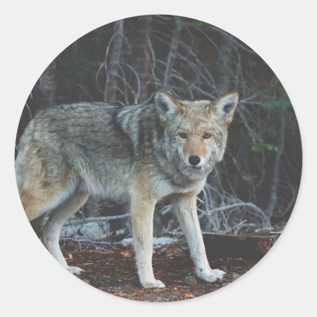 Sticker Rond Chasse au coyote (Devant)