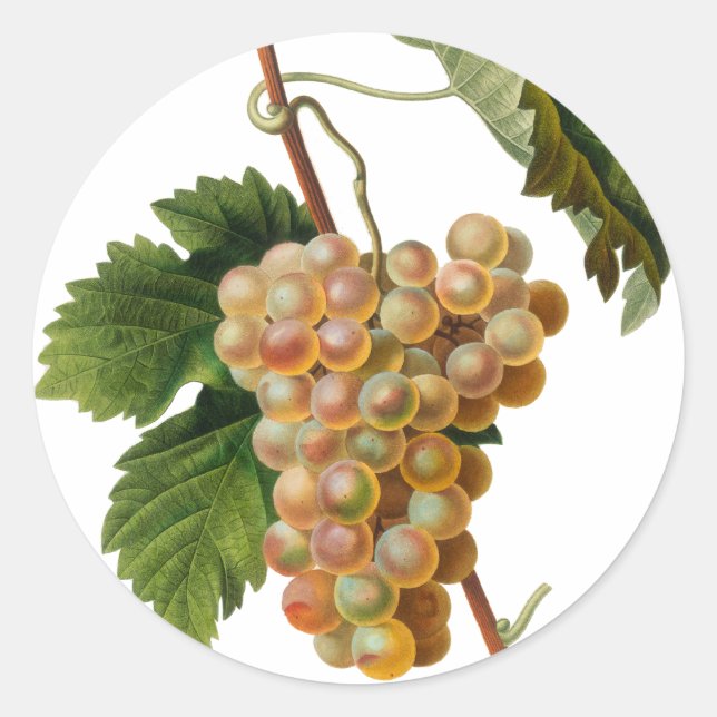 Sticker rond Chasselat de Fontainebleau (Devant)