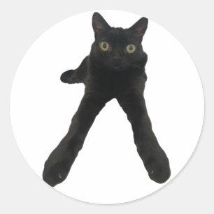 Sticker Rond chat bigfootjinx