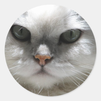 Sticker Rond Chat Chinchilla Perse