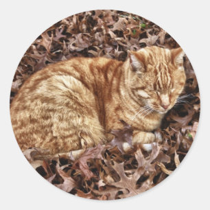 Sticker Rond Chat d'automne