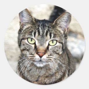 Sticker Rond Chat égyptien