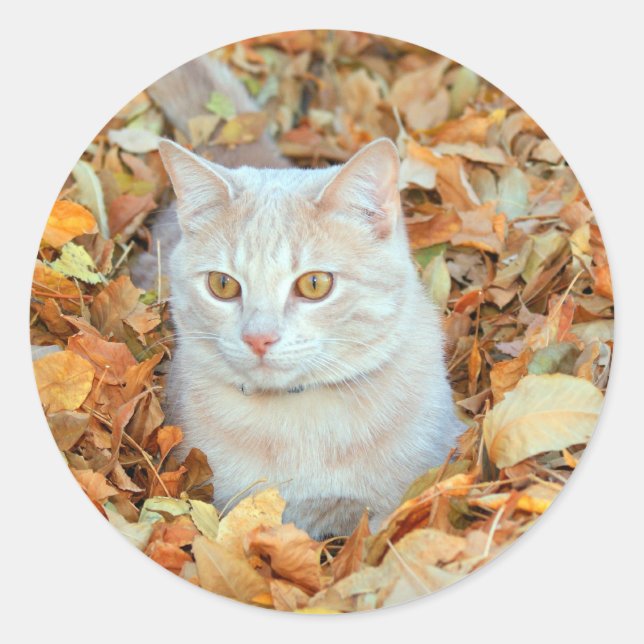 Sticker Rond Chat en feuille (Devant)