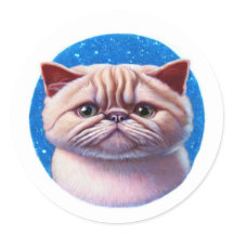 Chat Exotique Shorthair