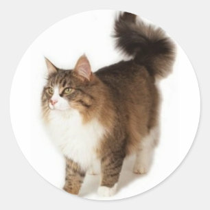 Sticker Rond Chat forestier norvégien