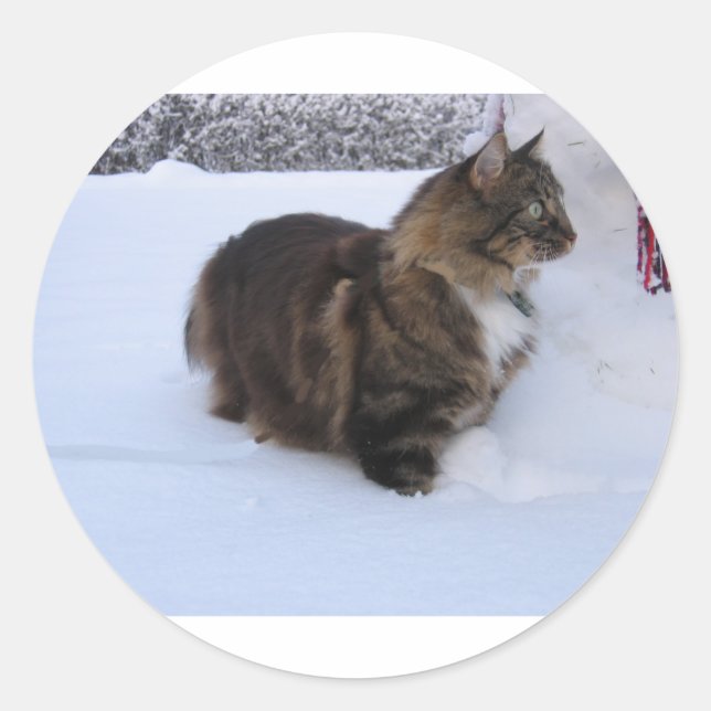Sticker Rond chat forestier norvégien dans la neige (Devant)