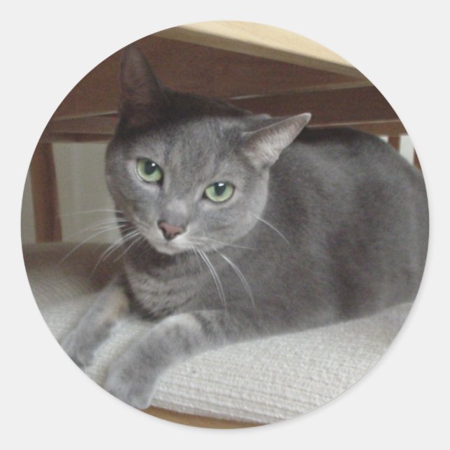 Sticker Rond Chat gris/bleu russe (Devant)
