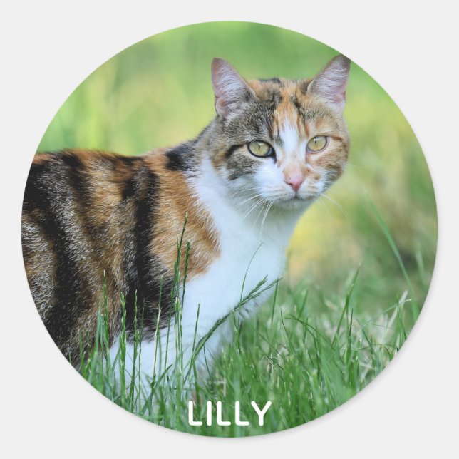Sticker Rond Chat marron et blanc (Devant)