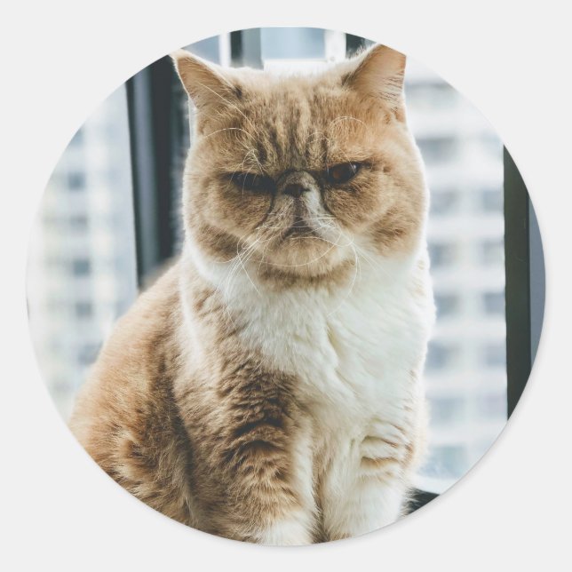 Sticker Rond Chat Mème (Devant)