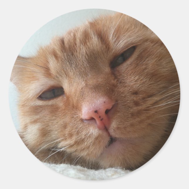 Sticker Rond chat mignon (Devant)