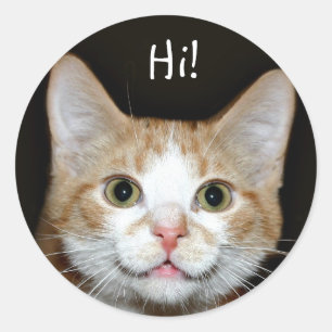 Sticker Rond Chat Nosy