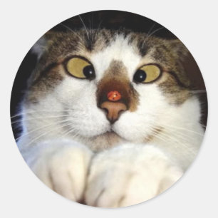 Sticker Rond Chat Oiseau De Croix Et Ladybird