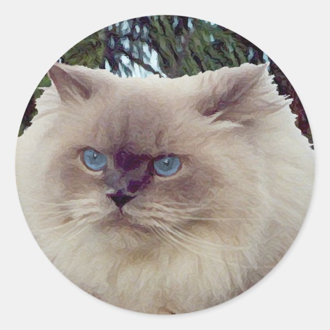 Sticker Rond Chat persan himalayen (Devant)