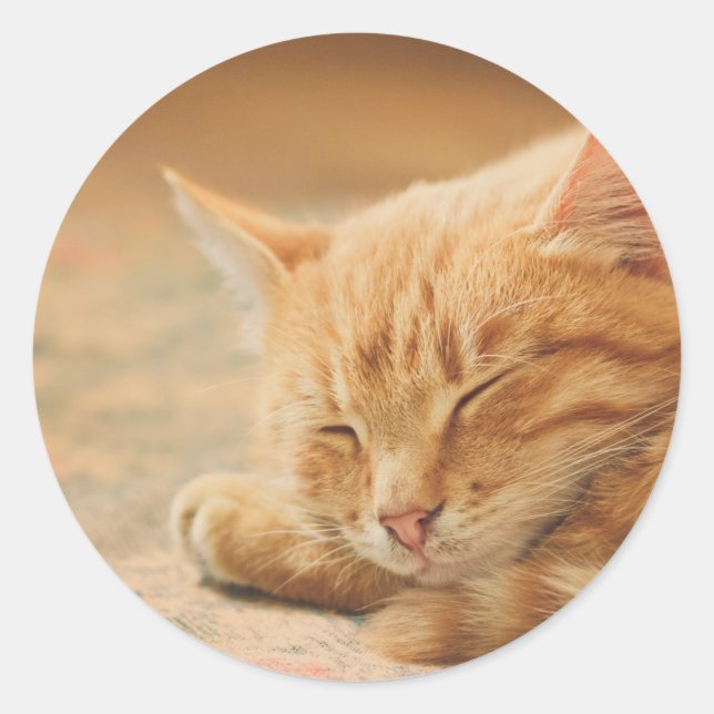 Sticker Rond Chat Tabby Orange Dormant (Devant)