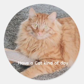 Sticker Rond Chat tigré orange
