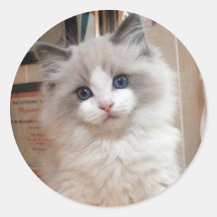Sticker Rond Chaton Cutie de Ragdoll