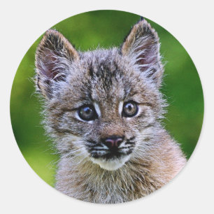 Sticker Rond Chaton de Lynx de Canadien