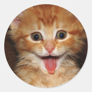 Sticker Rond chaton pêche