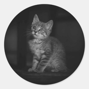 Sticker Rond Chaton précieux