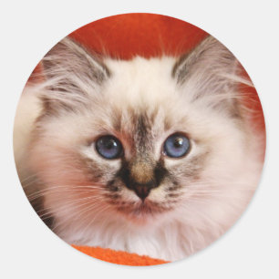 Sticker Rond Chaton sacré de Birman