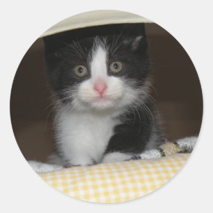 Sticker Rond chaton Tuxedo