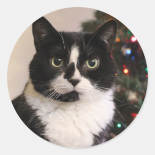 Sticker Rond Chatte de Noël