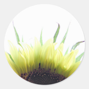 Sticker Rond Chausse-collant de bonjour de tournesol