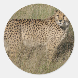 Sticker Rond Cheetah