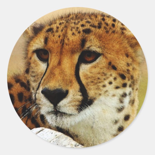 Sticker Rond Cheetah (Devant)
