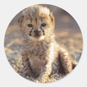 Sticker Rond Cheetah 19 jours bébé mâle