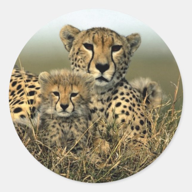 Sticker Rond Cheetah et Cub (Devant)