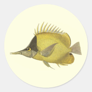 Sticker Rond Chelmon Tropical Jaune Longirostris, Poisson Vinta