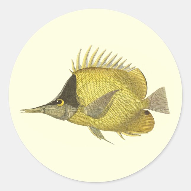 Sticker Rond Chelmon Tropical Jaune Longirostris, Poisson Vinta (Devant)