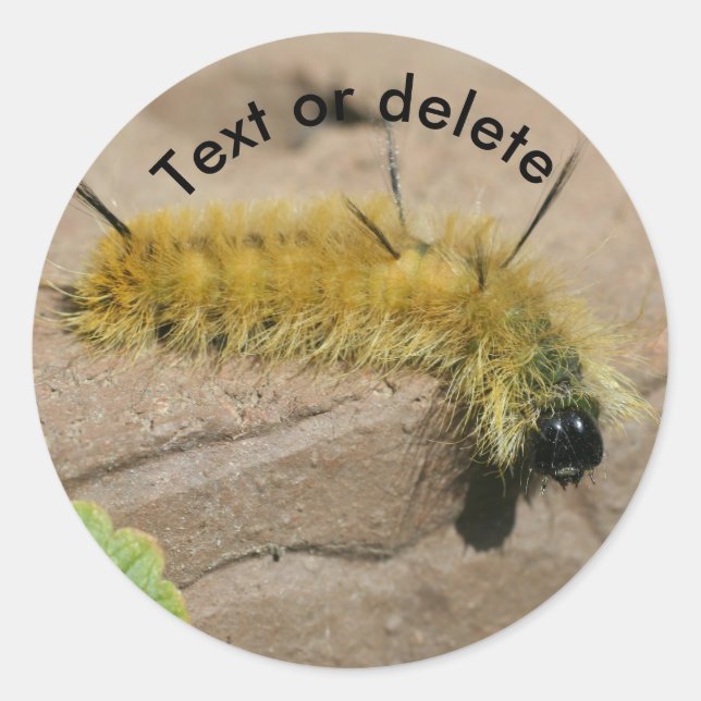 Sticker Rond Chenille de la Noctuelle en Acier Nature Personnal (Devant)